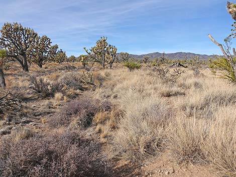 El Dorado Wagon Road Trail