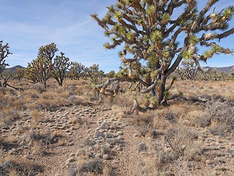 El Dorado Wagon Road Trail