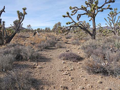 El Dorado Wagon Road Trail