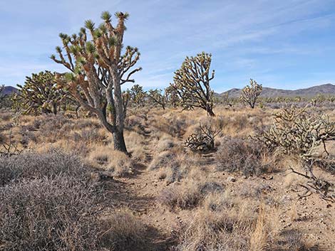 El Dorado Wagon Road Trail