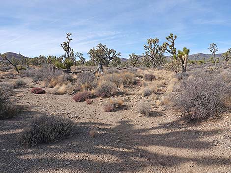 El Dorado Wagon Road Trail