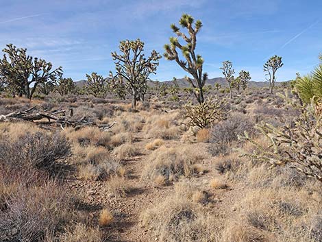 El Dorado Wagon Road Trail