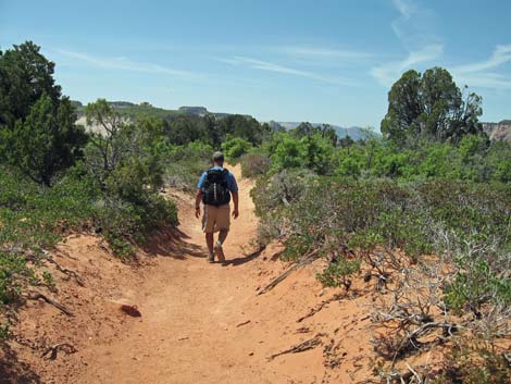 Observation Point Trail