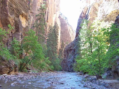 Zion Virgin River Narrows