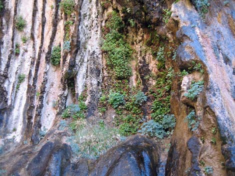 Weeping Rock Trail