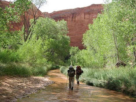 Coyote Gulch