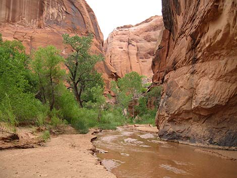 Coyote Gulch