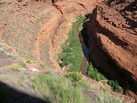 Coyote Gulch