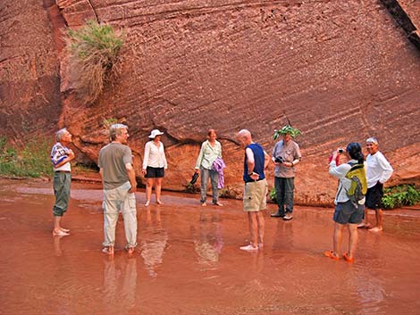 Coyote Gulch