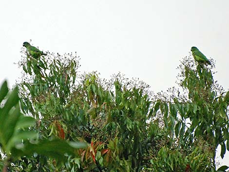 black-billed parrots