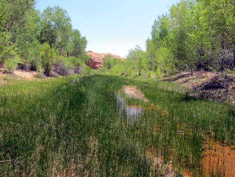 Coyote Gulch