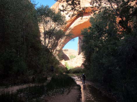 Coyote Gulch