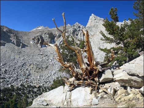 John Muir Trail