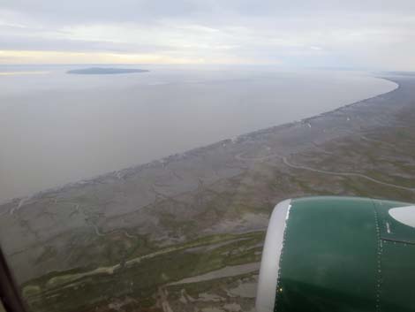 Alaska Birding