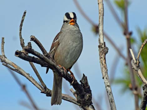 Alaska Birding