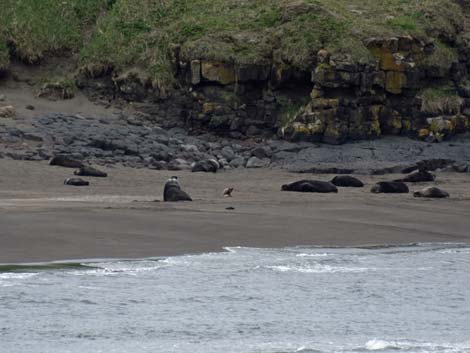 St. Paul, Pribilof Islands