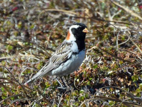 Nome birding