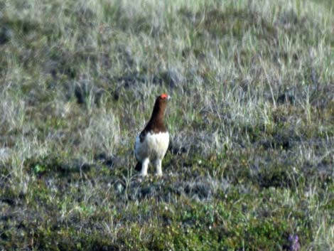 Nome birding