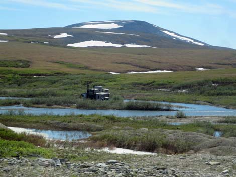 Nome birding