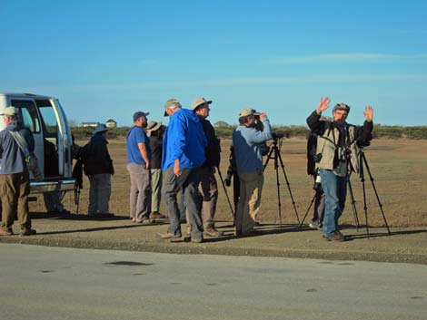 Nome birding