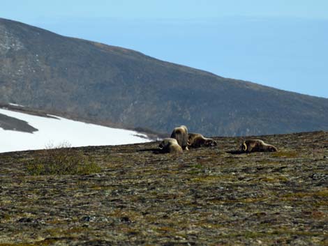 Nome birding