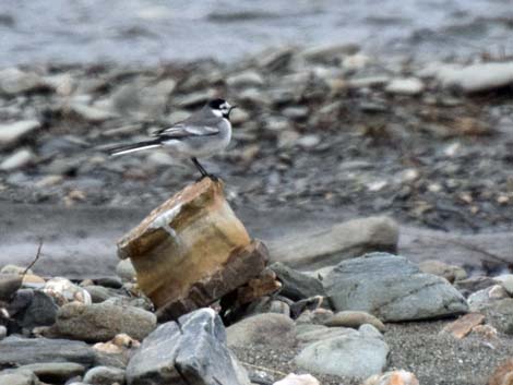 Nome birding