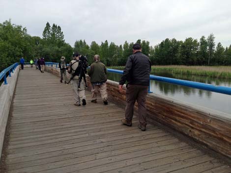 Denali birding