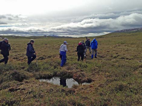 Denali birding