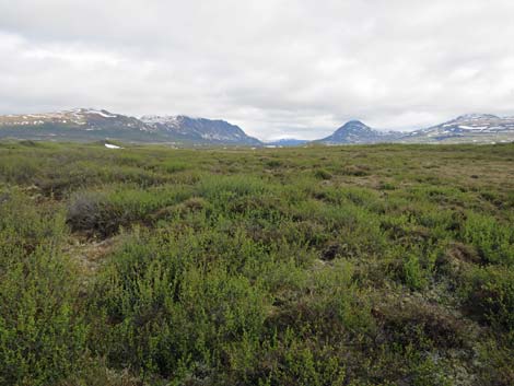 Denali birding