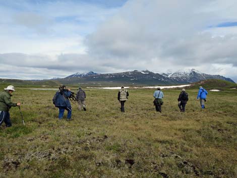 Denali birding