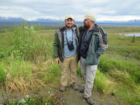 Denali birding