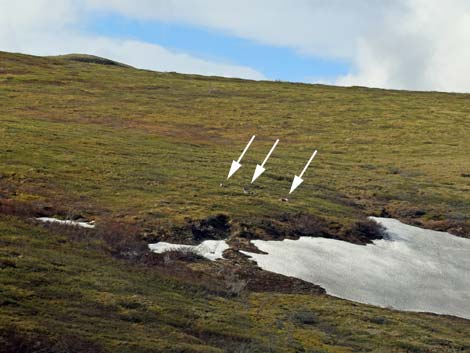 Denali birding