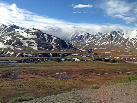 Denali birding