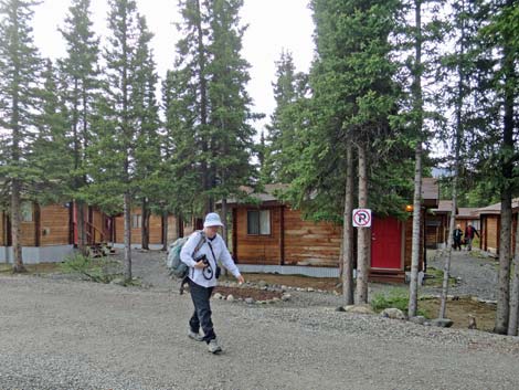 Denali birding