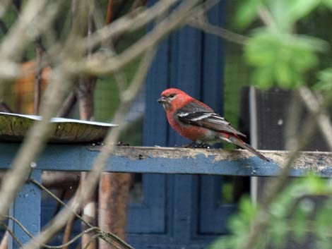 Seward birding