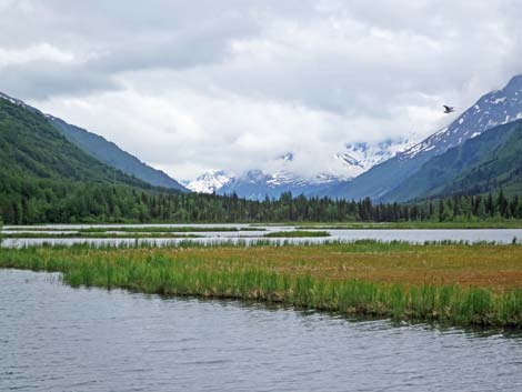 Seward birding