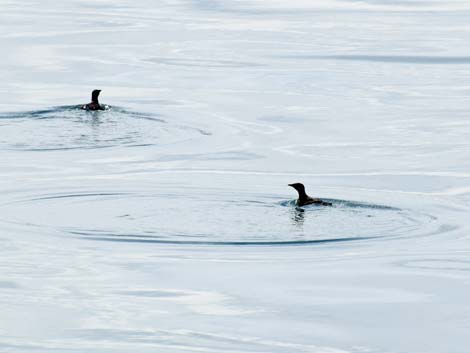 Seward birding