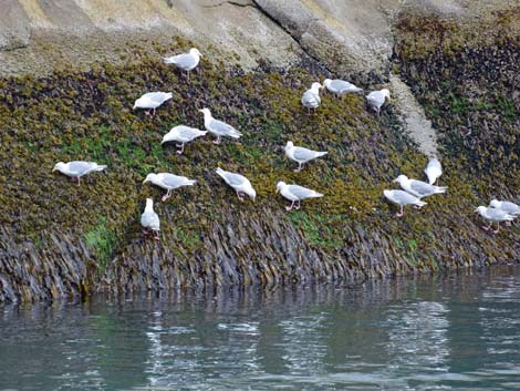 Seward birding