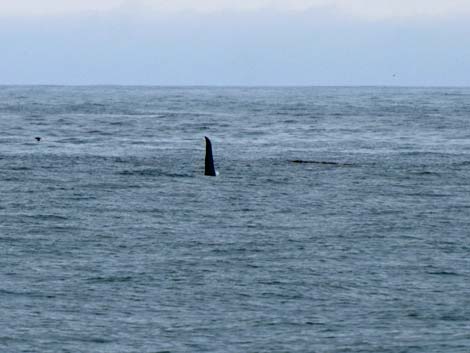 Seward birding