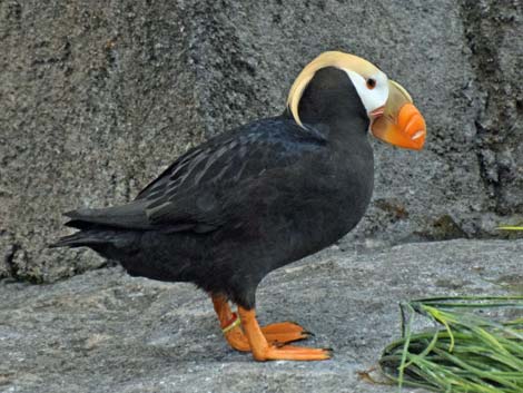 Seward Birding