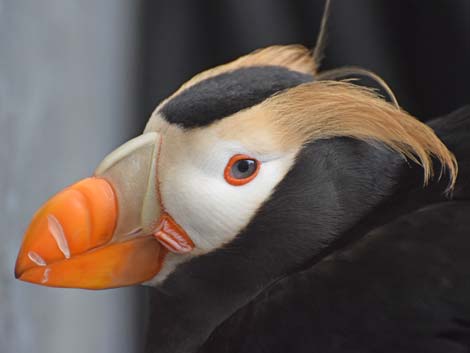 Seward Birding