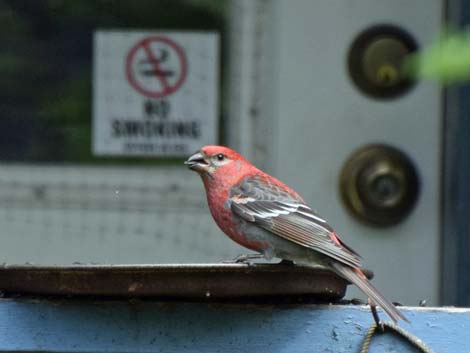 Seward Birding