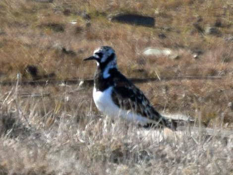 Barrow Birding