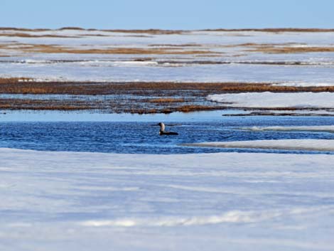 Barrow Birding