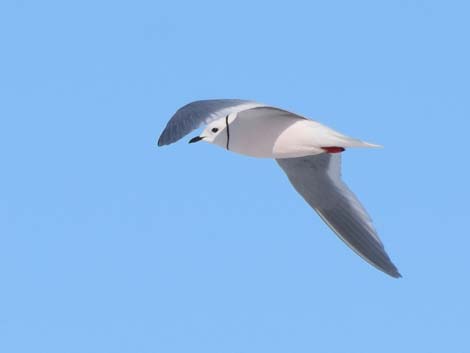 Barrow Birding