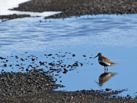 Barrow Birding