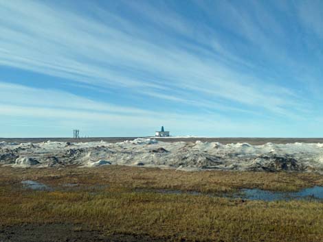 Barrow Birding