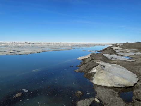 Barrow Birding