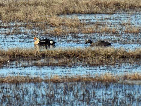 Barrow birding