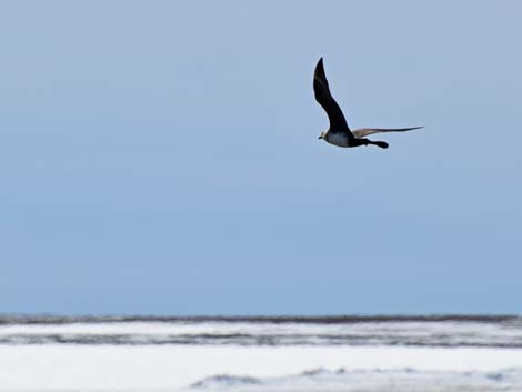 Barrow birding